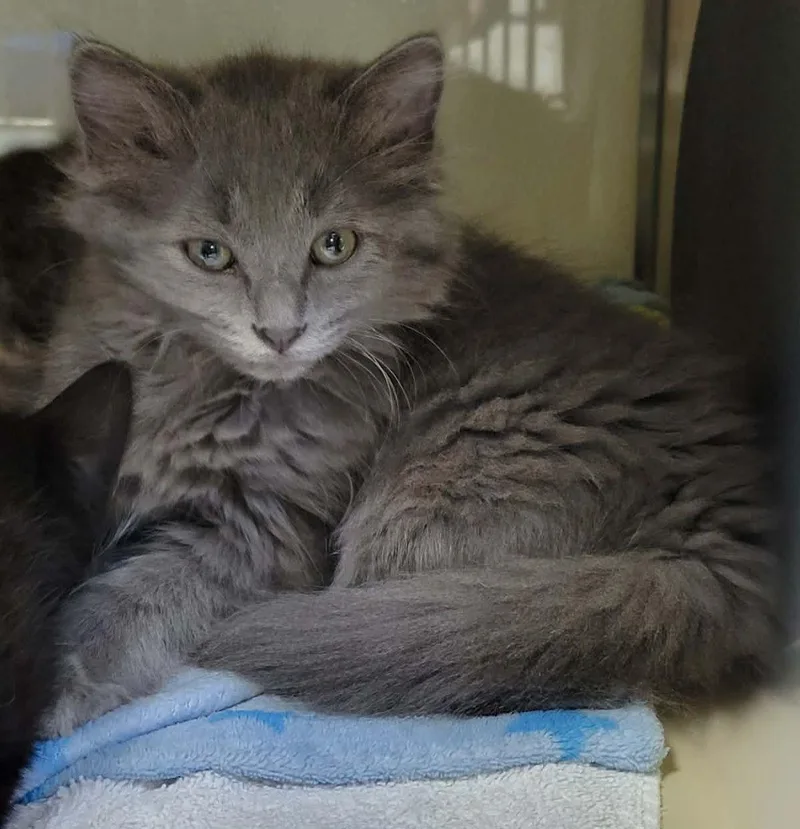 A baby medium-sized female Domestic Medium Hair cat named Sofrito for adoption in Portage, WI
