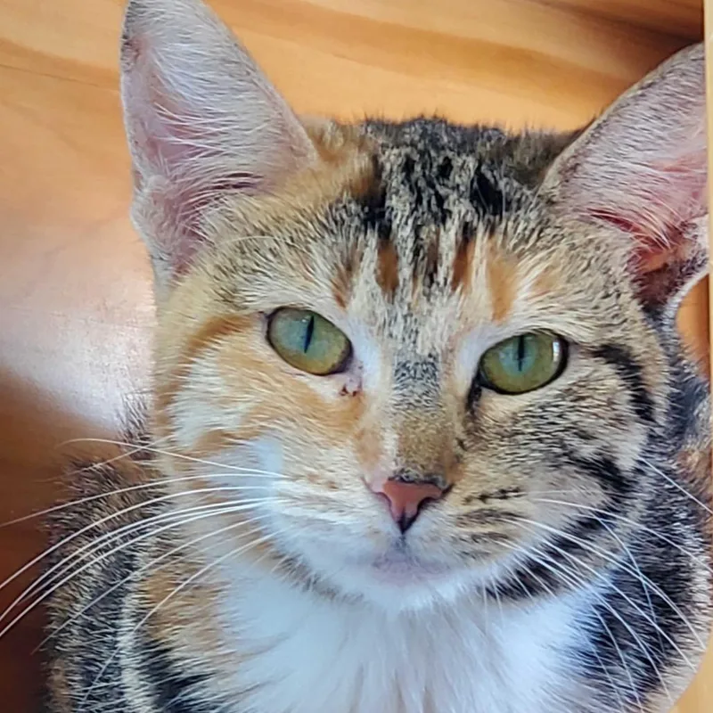 Janie thumbnail 6