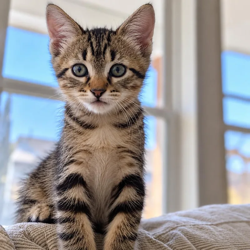 A baby small-sized female Domestic Short Hair cat named Windsor for adoption in Austin, TX