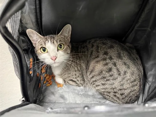 A young large-sized female Domestic Short Hair cat named Hannah Laing for adoption in Antioch, CA