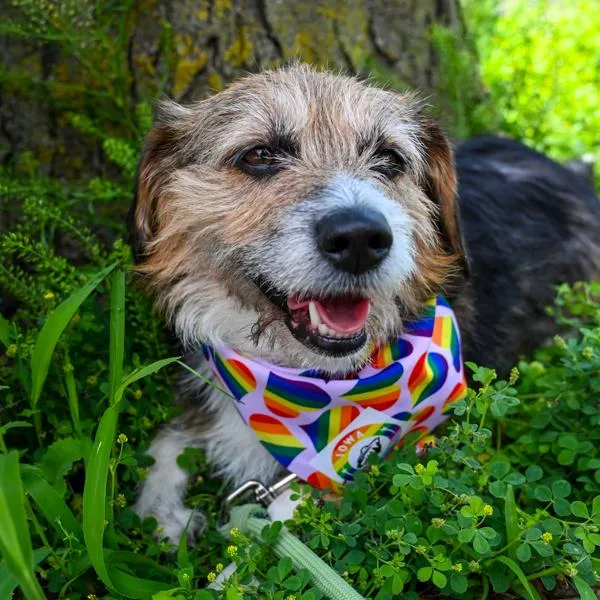 An adult medium-sized female Beagle dog named Flower for adoption in Des Moines, IA