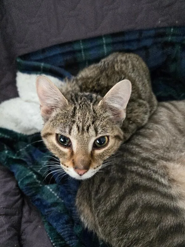 A young medium-sized male Tabby (Brown / Chocolate) Domestic Short Hair cat named Abbott for adoption in Adrian, MI