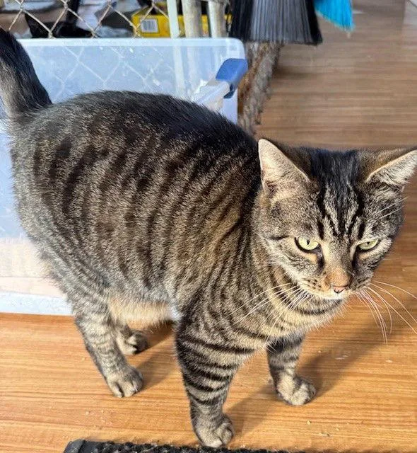 An adult large-sized male Domestic Short Hair cat named Stanley for adoption in Apollo, PA