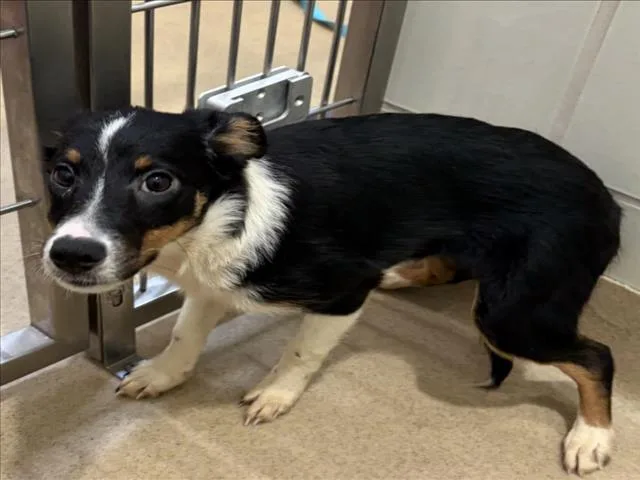 A baby small-sized female Border Collie dog named Purple for adoption in Derwood, MD