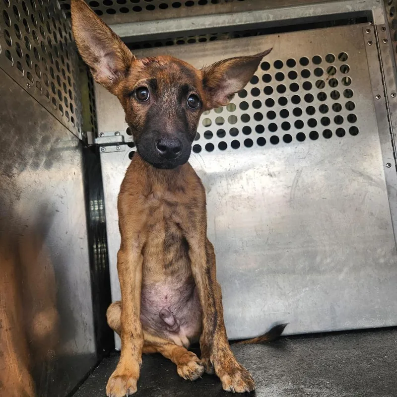 A baby small-sized male Brown / Chocolate Terrier dog named Spencer for adoption in Birmingham, AL