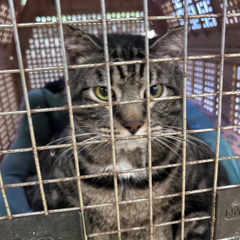 A senior extra large-sized male Black Domestic Short Hair cat named Whiskey for adoption in Philadelphia, PA