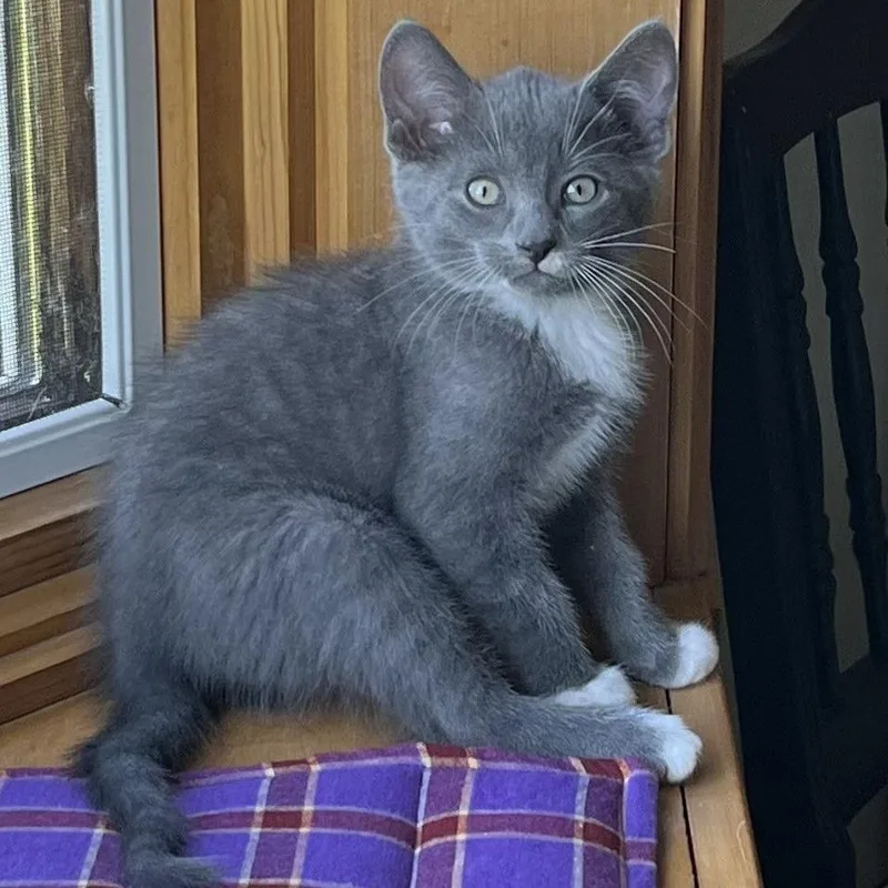 A baby small-sized male Gray / Blue / Silver Domestic Short Hair cat named Smitty for adoption in Green Bay, WI
