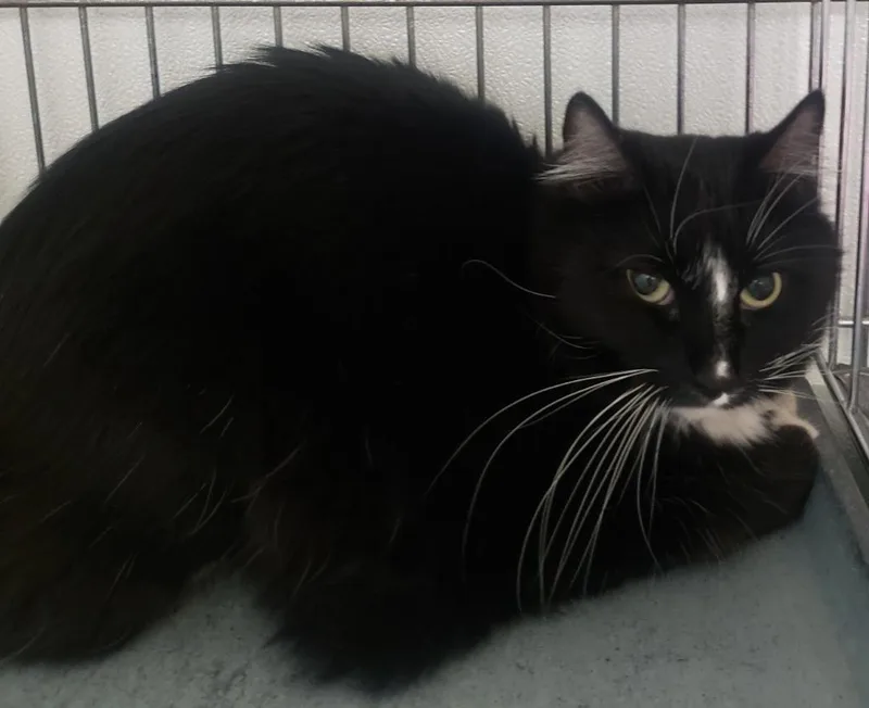 A senior medium-sized male Domestic Long Hair cat named Apollo for adoption in Rock Springs, WY