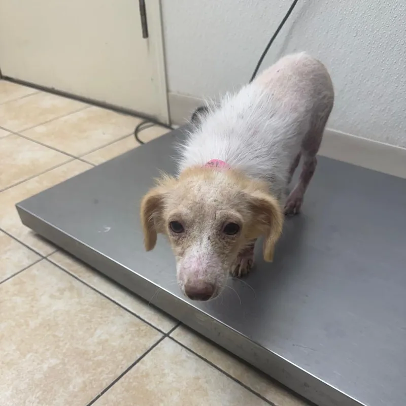 A baby small-sized female Dachshund dog named Small Fry for adoption in Pekin, IL