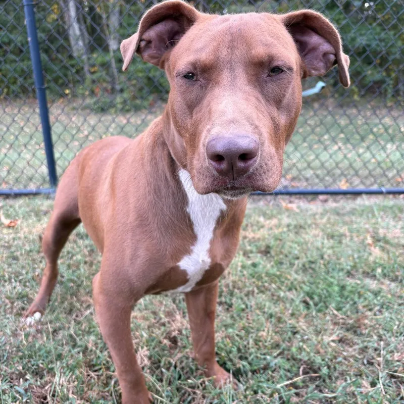 A baby medium-sized male Pit Bull Terrier dog named Hank for adoption in Cabot, AR