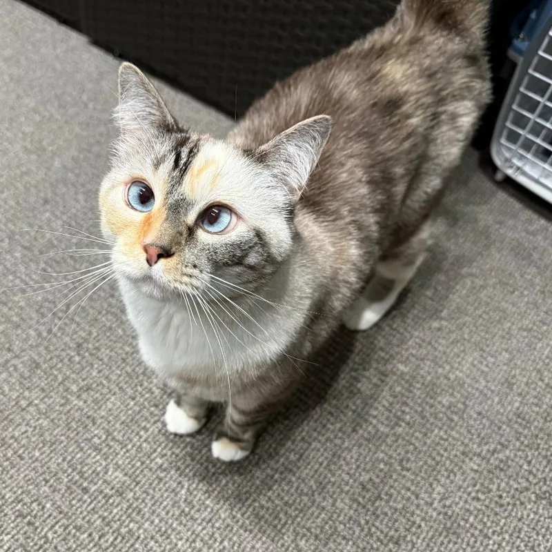 A senior large-sized female Domestic Short Hair cat named Basil for adoption in Durango, CO