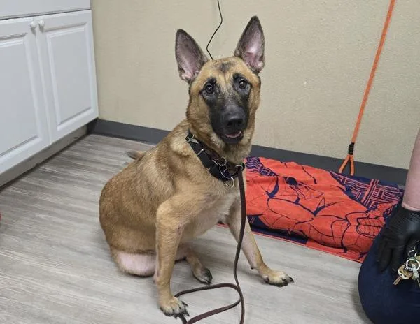 An adult large-sized female Belgian Shepherd / Sheepdog dog named Snickerdoodle for adoption in Oceanside, CA