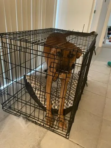 An adult large-sized male Mixed Breed dog named Puppy for adoption in West Palm Beach, FL