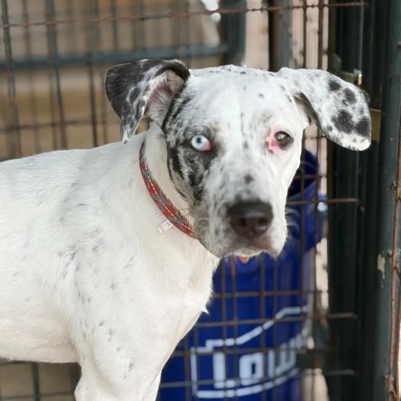A young medium-sized female White / Cream Mixed Breed dog named Freckles for adoption in Lake Jackson, TX