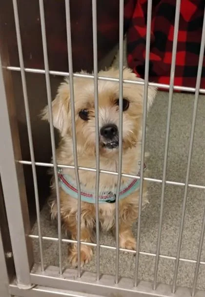 An adult medium-sized female Mixed Breed dog named DayZ for adoption in Fallston, MD