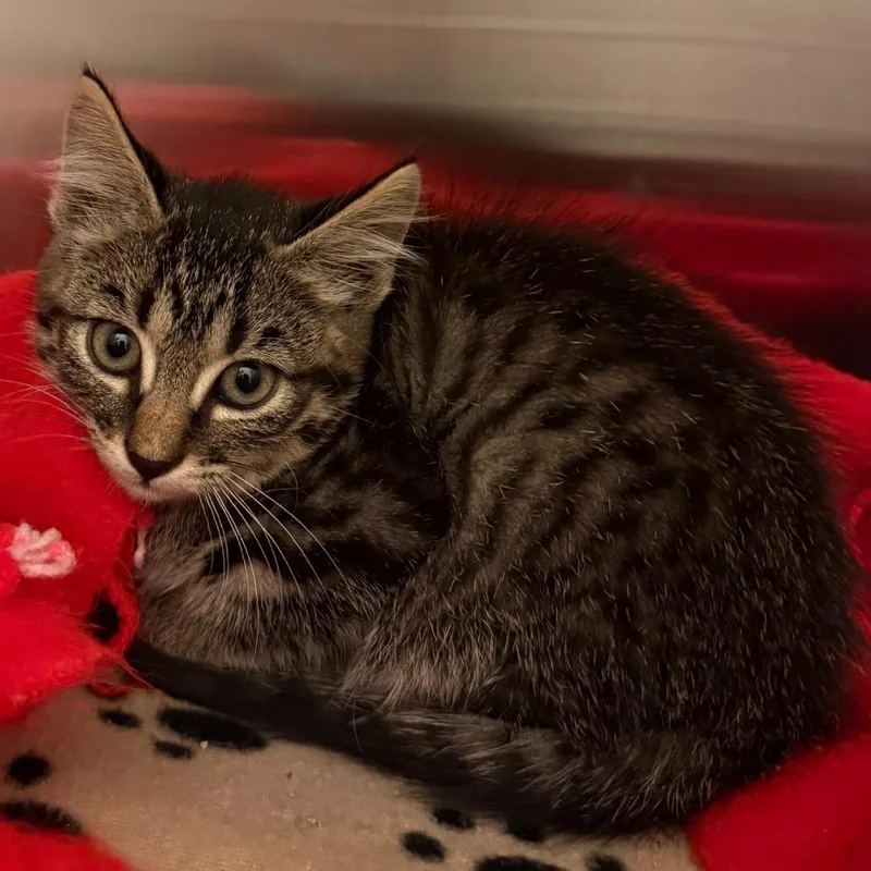 A baby small-sized female Domestic Short Hair cat named Yogurt for adoption in Council Bluffs, IA