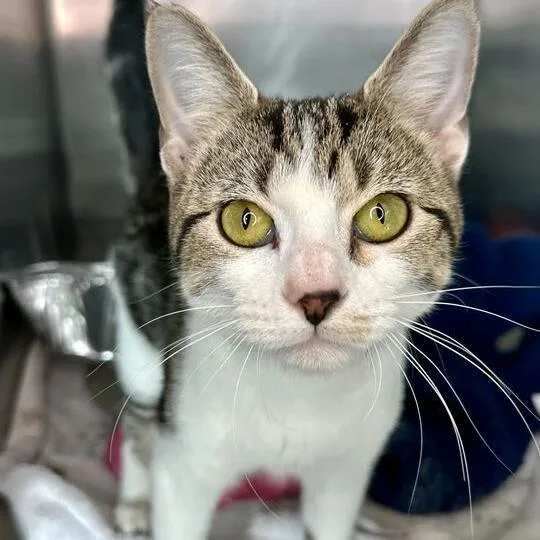A young small-sized female White Domestic Short Hair cat named Emerald for adoption in Matteson, IL