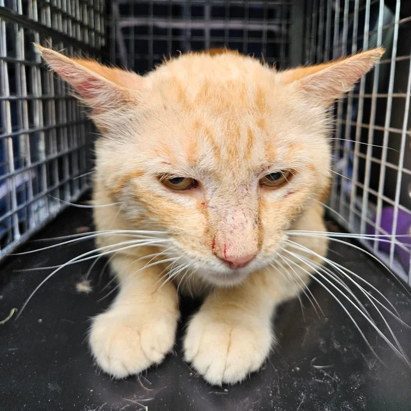 A young large-sized male Orange / Red Domestic Short Hair cat named Tangerine for adoption in Lake Jackson, TX