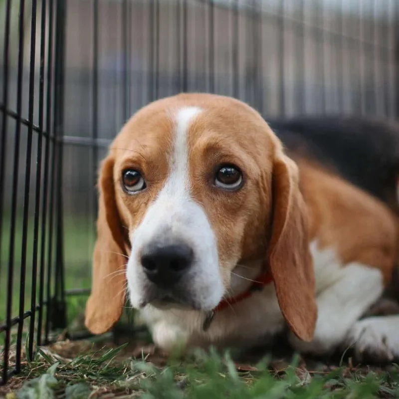 A young small-sized male Black Beagle dog named Cyrus for adoption in Rochester, MN