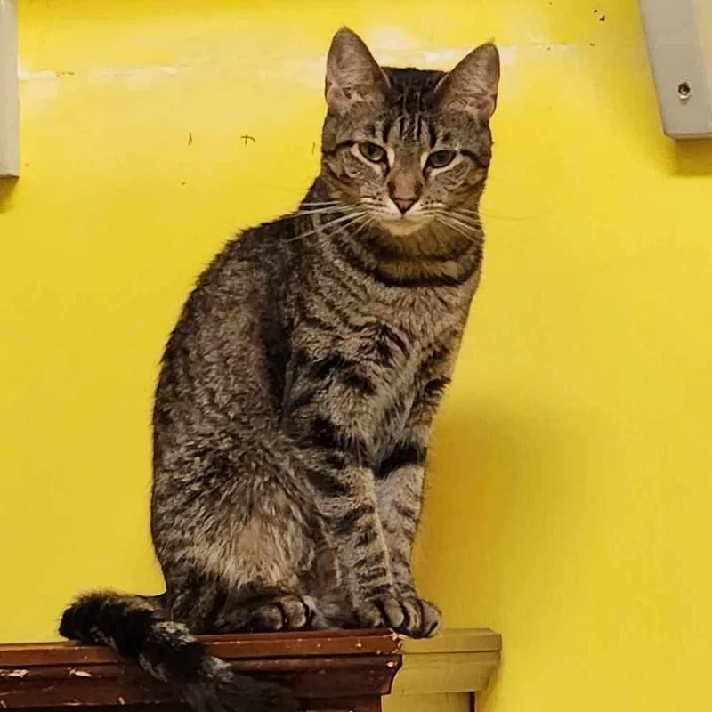 An adult small-sized female Brown / Chocolate Domestic Short Hair cat named Roxy for adoption in Arlington Heights, IL