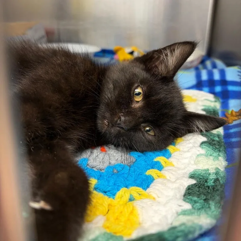 A baby small-sized male Black Domestic Short Hair cat named Boo for adoption in Newark, NJ