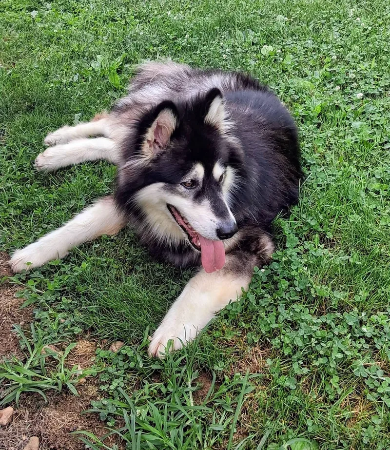 An adult large-sized female Black Alaskan Malamute dog named Ashe for adoption in Berryville, VA