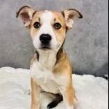 A baby medium-sized female Brown / Chocolate Mixed Breed dog named Mocha Frappe for adoption in Madison, WI