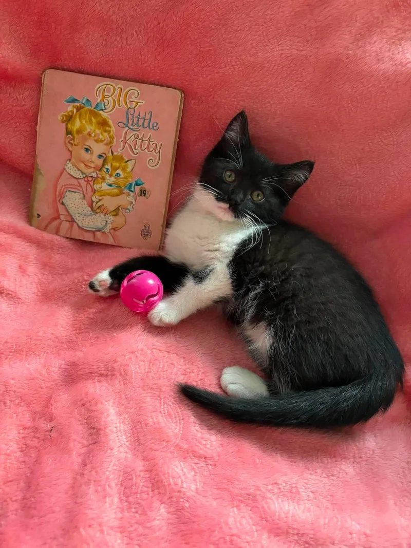 A baby small-sized female Black & White / Tuxedo Domestic Short Hair cat named Bea for adoption in Hartville, OH
