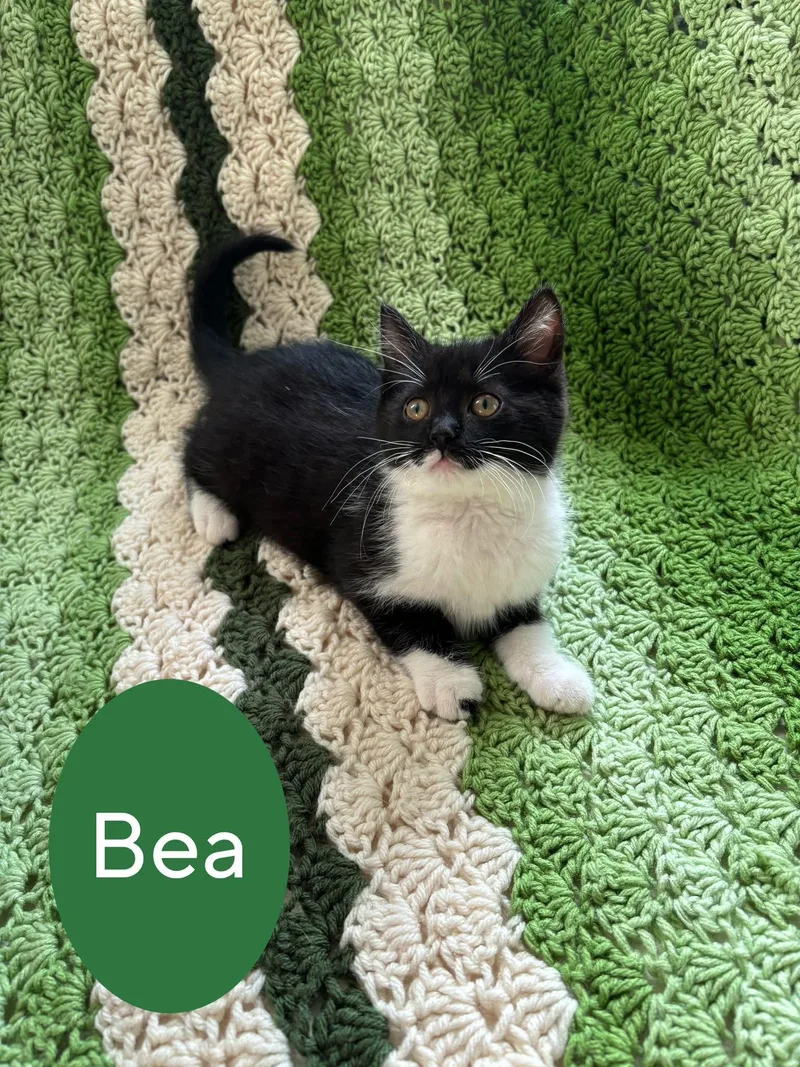 Bea thumbnail 2