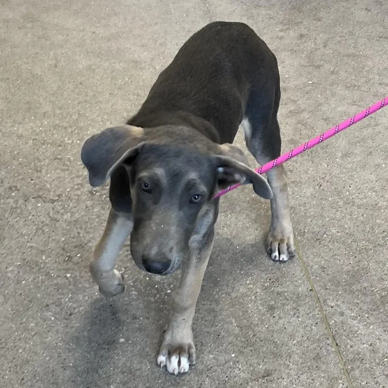 A baby medium-sized male Gray / Blue / Silver Mixed Breed dog named Peter for adoption in Las Cruces, NM