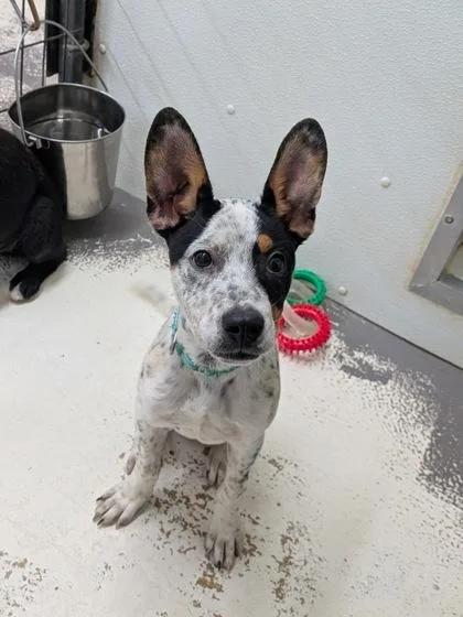 Jellybean thumbnail 2