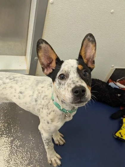 Jellybean thumbnail 3