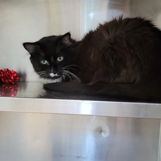 An adult small-sized female Domestic Short Hair cat named Bali for adoption in Los Angeles, CA