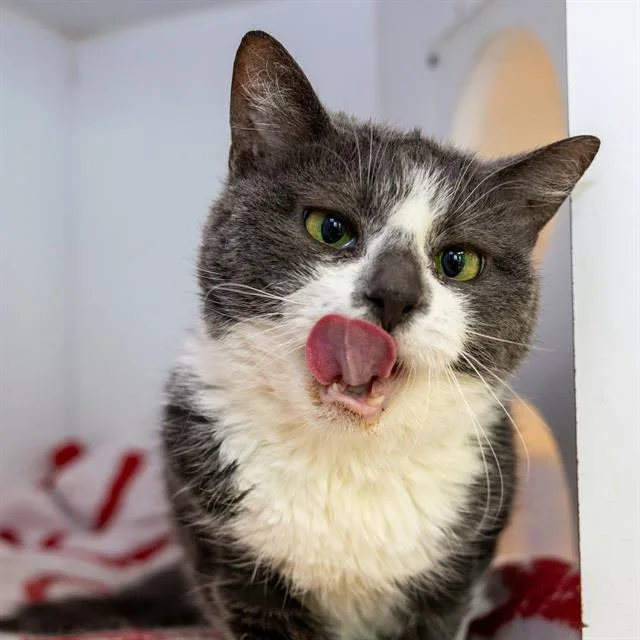 An adult small-sized female Domestic Medium Hair cat named Buttons for adoption in Methuen, MA