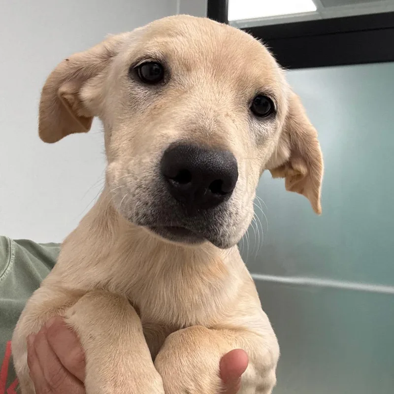A baby small-sized female Black Labrador Retriever dog named Willow for adoption in Abilene, TX
