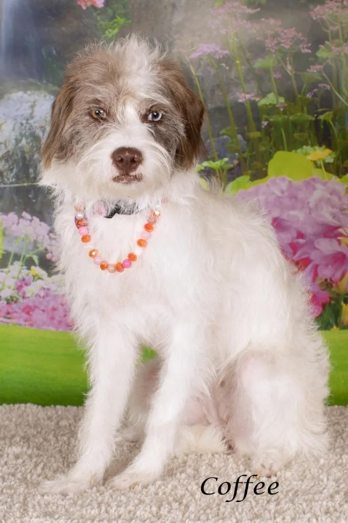 A young small-sized female Shepherd dog named Coffee for adoption in Gilbert, AZ