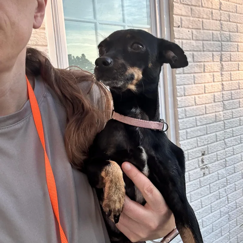 An adult small-sized female Chihuahua dog named Mia for adoption in Gainesville, VA