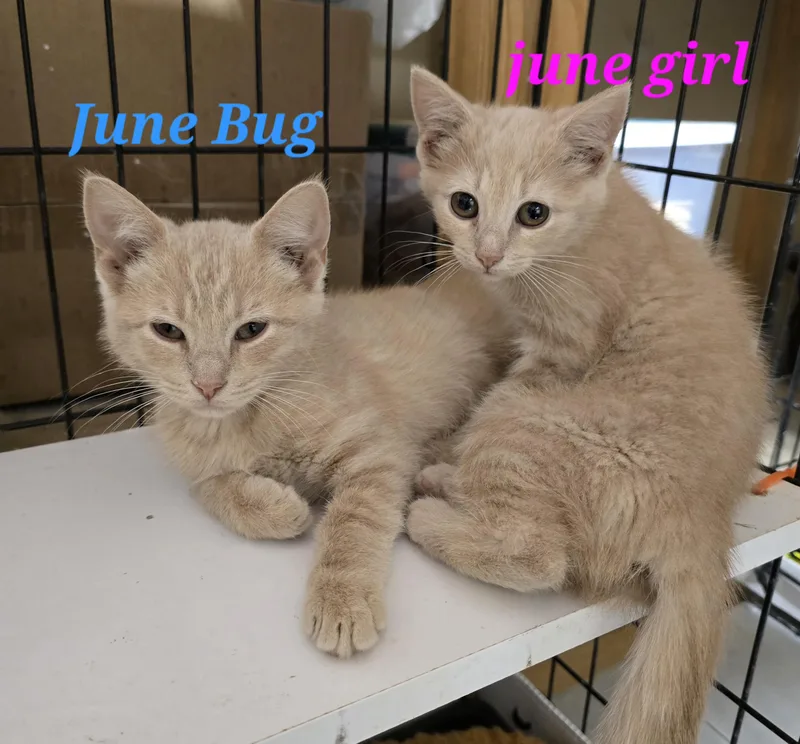 A baby small-sized female Buff / Tan / Fawn American Shorthair cat named June Girl & June for adoption in Buena Vista, VA
