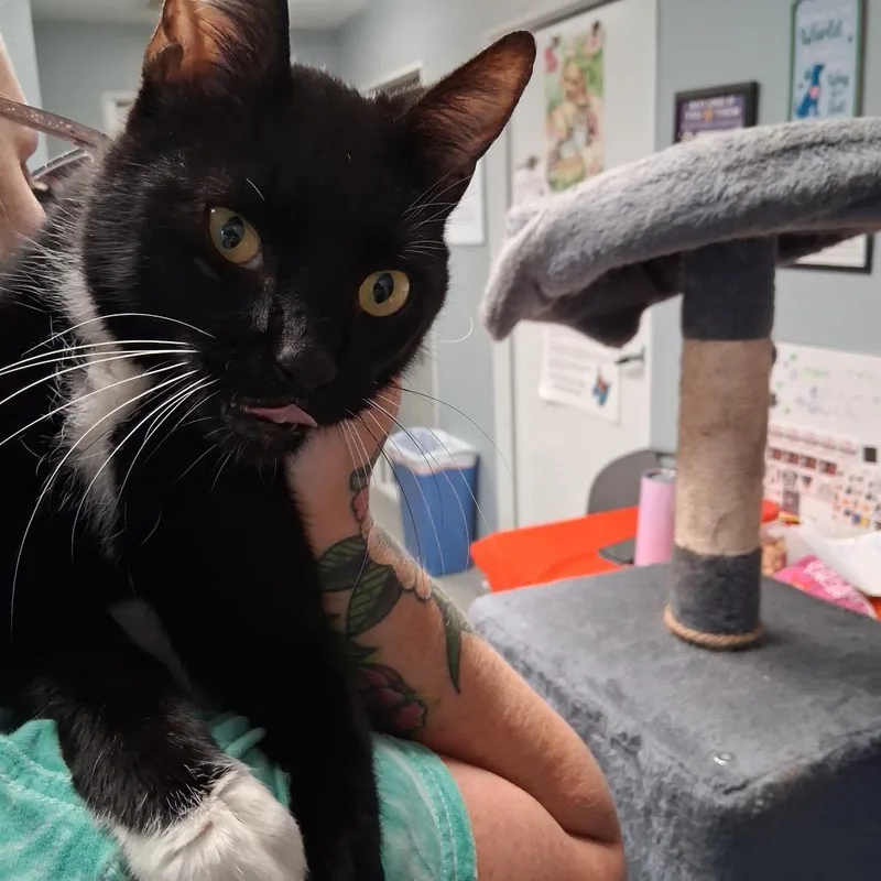 A young medium-sized male Domestic Short Hair cat named Wallen for adoption in Hartford City, IN