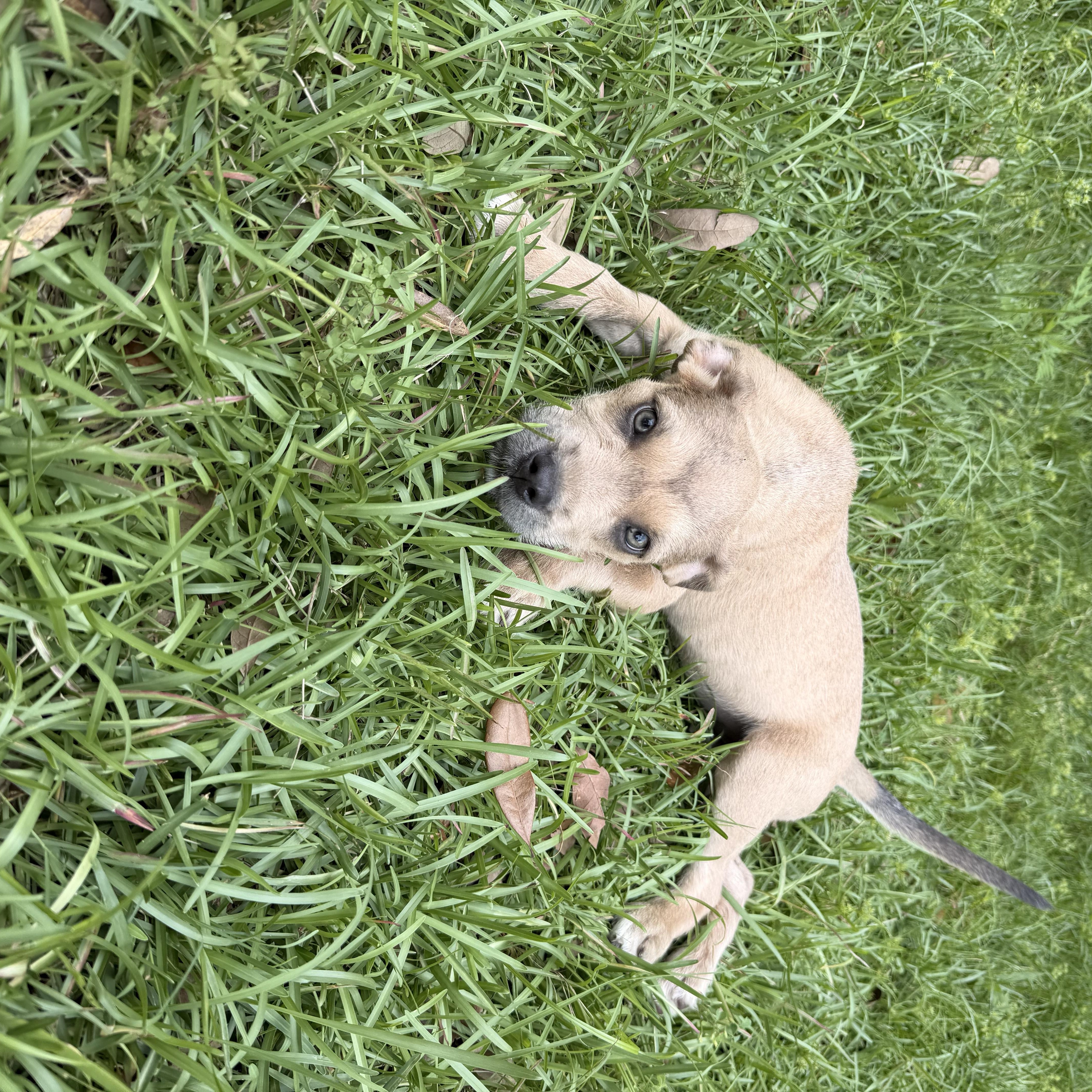 A baby medium-sized female Apricot / Beige Terrier dog named Ash for adoption in Semmes, AL