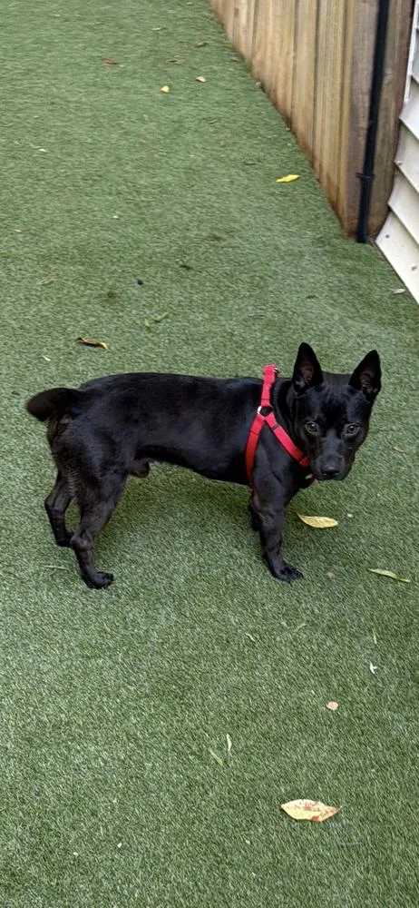 A young medium-sized male Black American Staffordshire Terrier dog named Diablo for adoption in Marietta, GA