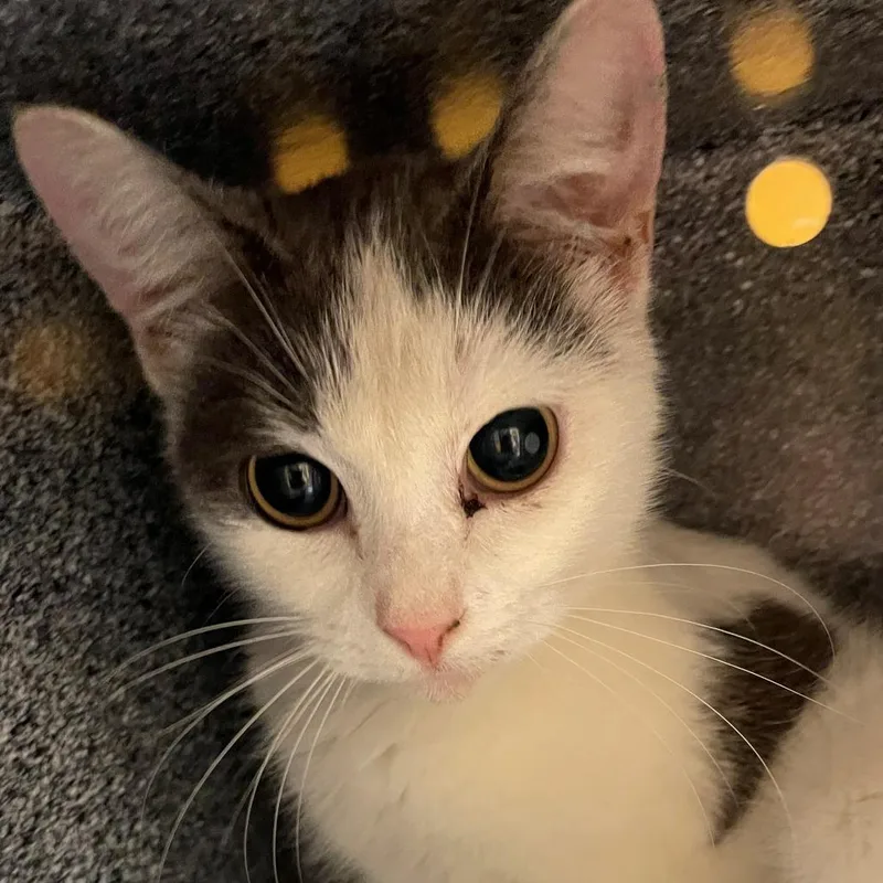 A young medium-sized female White Domestic Short Hair cat named Miss Mina Paws for adoption in Norman, OK