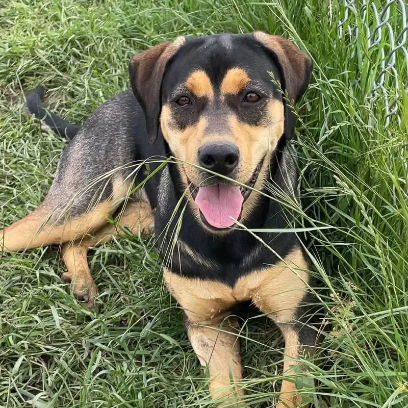A young large-sized female Black Shepherd dog named Eve for adoption in Justin, TX