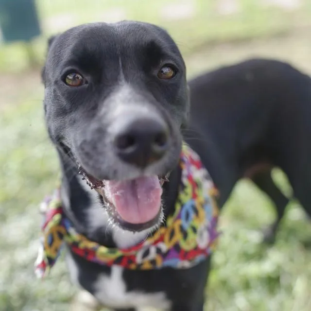 A young medium-sized female Shepherd dog named Briar for adoption in San Antonio, TX