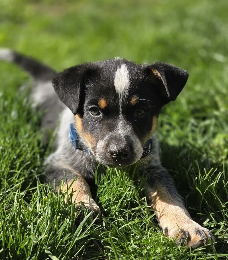A baby medium-sized male Australian Cattle Dog / Blue Heeler dog named Newt for adoption in Garden City, NY
