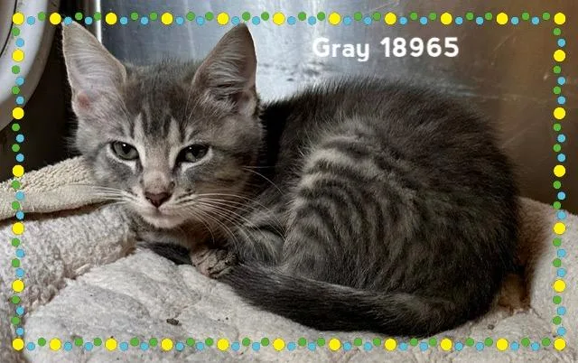 Gray thumbnail 2