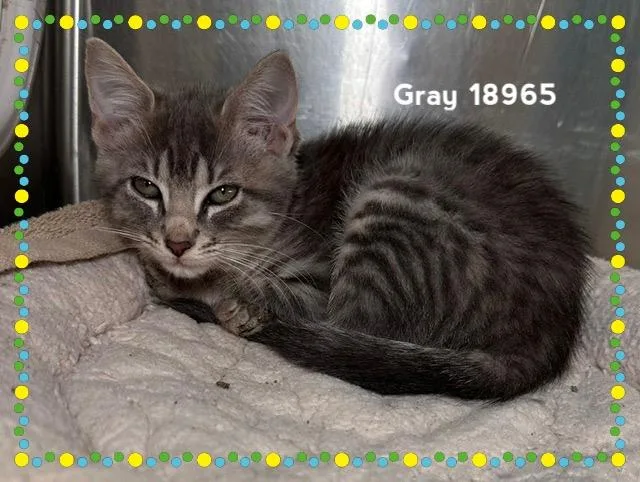 Gray thumbnail 3