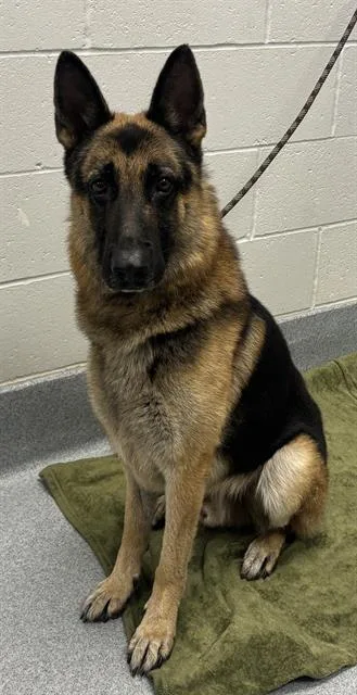 An adult extra large-sized male German Shepherd Dog dog named Barkus Aurelius for adoption in Indianapolis, IN