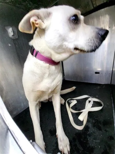 A young large-sized female Labrador Retriever dog named Wendy for adoption in San Antonio, TX