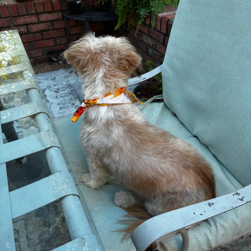 A young small-sized male Apricot / Beige Havanese dog named Sammy for adoption in Cordova, TN
